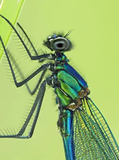 Banded demoiselle (Calopteryx splendens) male close up detail of head and thorax Banded demoiselle (Calopteryx splendens) male close up detail of head and thorax