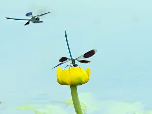 Banded demoiselle (Calopteryx splendens) male resting on water lily, River Wensum Banded demoiselle (Calopteryx splendens) male resting on water lily, River Wensum