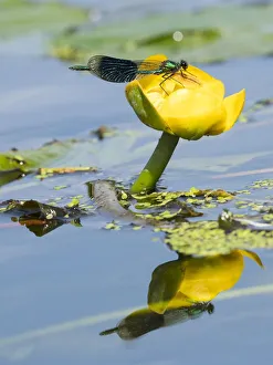 Banded demoiselle (Calopteryx splendens) male on yellow lotus ( Nuphar lutea) Norfolk Banded demoiselle (Calopteryx splendens) male on yellow lotus ( Nuphar lutea) Norfolk