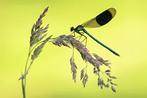 Banded demoiselle (Calopteryx splendens) male, resting on grass head, Lower Tamar Lakes Banded demoiselle (Calopteryx splendens) male, resting on grass head, Lower Tamar Lakes
