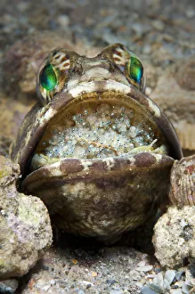Banded jawfish (Opistognathus macrognathus) male incubating eggs in mouth, which Banded jawfish (Opistognathus macrognathus) male incubating eggs in mouth, which