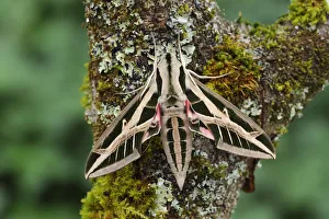 Banded sphinx moth (Eumorpha fasciatus) on tree trunk, Bellaview, Florida, USA, May Banded sphinx moth (Eumorpha fasciatus) on tree trunk, Bellaview, Florida, USA, May