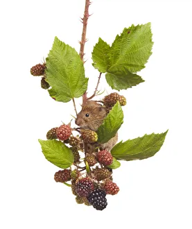 Bank vole (Clethrionomys glareolus) feeding on blackberries, Worcestershire, England, UK, August Bank vole (Clethrionomys glareolus) feeding on blackberries, Worcestershire, England, UK, August