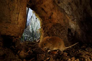 Bank vole (Clethrionomys glareolus) inside base of tree trunk. Yonne, Bourgogne-Franche-Comte Bank vole (Clethrionomys glareolus) inside base of tree trunk. Yonne, Bourgogne-Franche-Comte