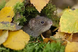 Bank vole {Clethrionomys glareolus} among autumn birch leaves, Peak District NP, Derbyshire Bank vole {Clethrionomys glareolus} among autumn birch leaves, Peak District NP, Derbyshire