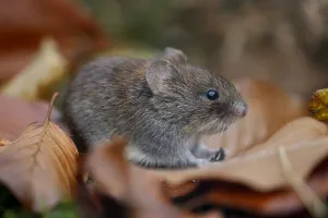 British wildlife/bank vole clethrionomys glareolus autumn leaves British wildlife/bank vole clethrionomys glareolus autumn leaves