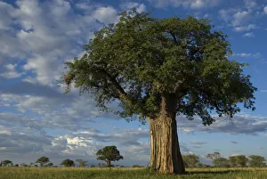 Baobab tree (Adansonia sp.) Tarangire NP, Tanzania Baobab tree (Adansonia sp.) Tarangire NP, Tanzania