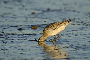 Bar-tailed Godwit (Limosa lapponica) foraging for tidal-flat worm. Norfolk, January Bar-tailed Godwit (Limosa lapponica) foraging for tidal-flat worm. Norfolk, January