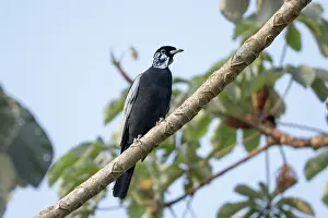South American Songbird Prints: Bare-necked fruitcrow (Gymnoderus foetidus) perched in tree, Aguaisal, El Beni, Bolivia