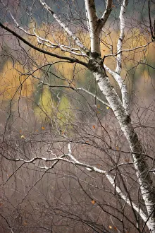 Bare tree in autumn viewed from Stribrne Steny (459m) Hrensko, Ceske Svycarsko / Bare tree in autumn viewed from Stribrne Steny (459m) Hrensko, Ceske Svycarsko /