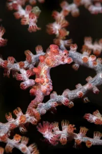 Bargibant's seahorse (Hippocampus bargibanti) Kenting Nationalpark, Kenting, Taiwan Bargibant's seahorse (Hippocampus bargibanti) Kenting Nationalpark, Kenting, Taiwan