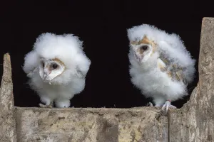 Barn owl chicks (Tyto alba) Cumbria, June. Captive Barn owl chicks (Tyto alba) Cumbria, June. Captive
