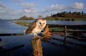 Barn owl on post in flooded Somerset Levels. England, UK, Europe Barn owl on post in flooded Somerset Levels. England, UK, Europe