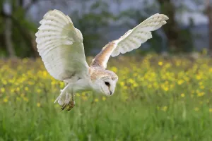 Barn owl (Tyto alba) in flight, captive, Cumbria, UK Barn owl (Tyto alba) in flight, captive, Cumbria, UK