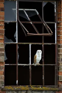 Barn Owl (Tyto alba) perched in broken window frame. Wales, UK, March Barn Owl (Tyto alba) perched in broken window frame. Wales, UK, March