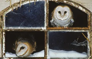 Barn owls looking out of a barn window Germany Barn owls looking out of a barn window Germany