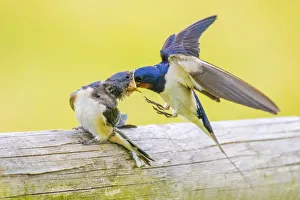 Barn swallow (Hirundo rustica) feeding young, Monmouthshire, Wales, UK, July Barn swallow (Hirundo rustica) feeding young, Monmouthshire, Wales, UK, July