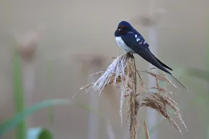 Barn swallow (Hirundo rustico) perching on reed, Bagerova Steppe, Kerch Peninsula Barn swallow (Hirundo rustico) perching on reed, Bagerova Steppe, Kerch Peninsula
