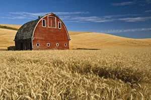 Barn and wheat field in the Palouse farming area of southeastern Washington, USA, August Barn and wheat field in the Palouse farming area of southeastern Washington, USA, August