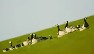 Barnacle geese (Branta leucopsis) in field, Westerhever, Germany, April 2009 Barnacle geese (Branta leucopsis) in field, Westerhever, Germany, April 2009