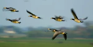 Barnacle geese (Branta leucopsis) in flight, Westerhever, Germany, April 2009 Barnacle geese (Branta leucopsis) in flight, Westerhever, Germany, April 2009