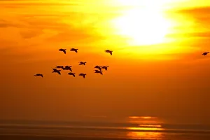 Barnacle Geese (Branta leucopsis) in flight at sunset, Caerlaverock WWT, Scotland Barnacle Geese (Branta leucopsis) in flight at sunset, Caerlaverock WWT, Scotland