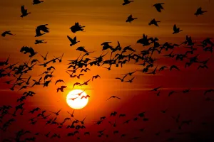 Barnacle goose (Branta leucopsis) flock in flight at sunset, Westerhever, Germany Barnacle goose (Branta leucopsis) flock in flight at sunset, Westerhever, Germany