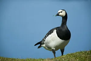Barnacle goose (Branta leucopsis) with grass in beak, Nabu center, Katinger Watt Barnacle goose (Branta leucopsis) with grass in beak, Nabu center, Katinger Watt