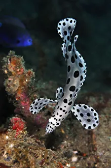 Barramundi Cod (Cromileptes altivelis), juvenile swimming with undulating motion Barramundi Cod (Cromileptes altivelis), juvenile swimming with undulating motion
