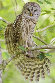 Barred owl (Strix varia) stretching wings, Corkscrew Swamp Audubon Sanctuary, Florida Barred owl (Strix varia) stretching wings, Corkscrew Swamp Audubon Sanctuary, Florida