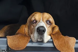 Basset hound, portrait, resting head on back of car, eyes half closed, UK Basset hound, portrait, resting head on back of car, eyes half closed, UK