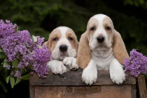 Two Basset Hound puppies with purple flowers in antique wooden box; Marengo, Illinois Two Basset Hound puppies with purple flowers in antique wooden box; Marengo, Illinois