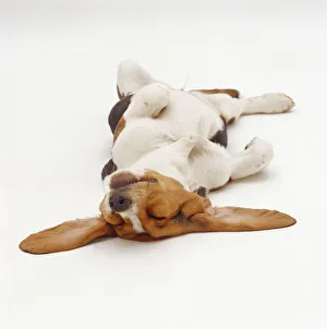 Basset Hound, sleeping upside down with ears spread Basset Hound, sleeping upside down with ears spread