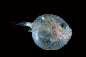 Bat fish juvenile {Halicutaea sp} deep sea Bat fish juvenile {Halicutaea sp} deep sea