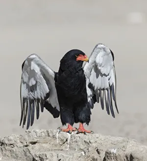 Bateleur Eagle (Terathopius ecaudatus) female, stretching wings Kgalagadi Transfrontier Bateleur Eagle (Terathopius ecaudatus) female, stretching wings Kgalagadi Transfrontier