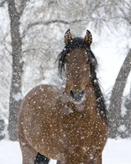 Bay Andalusian stallion portrait with falling snow, Longmont, Colorado, USA Bay Andalusian stallion portrait with falling snow, Longmont, Colorado, USA