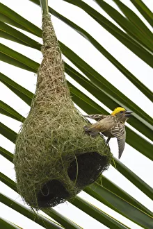 Baya weaver (Ploceus philippinus) on its nest in Tongbiguan Nature Reserve Baya weaver (Ploceus philippinus) on its nest in Tongbiguan Nature Reserve
