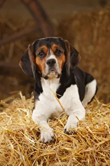 Beagle, bitch resting on hay bale in straw Beagle, bitch resting on hay bale in straw