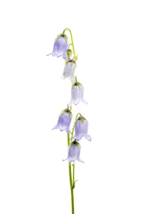 Bearded bellfower (Campanula barbata) in flower, Fliess, Naturpark Kaunergrat, Tirol Bearded bellfower (Campanula barbata) in flower, Fliess, Naturpark Kaunergrat, Tirol