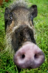 Bearded pig (Sus barbatus) close up of snout, Bako National Park, Sarawak, Borneo Bearded pig (Sus barbatus) close up of snout, Bako National Park, Sarawak, Borneo