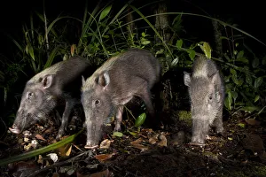 Bearded Pigs (Sus barbatus) foraging on forest floor. Near Nepenthes Field Camp Bearded Pigs (Sus barbatus) foraging on forest floor. Near Nepenthes Field Camp