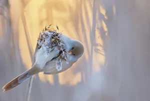 Bearded reedling (Panurus biarmicus) female feeding on reed seeds covered in frost, Espoo Bearded reedling (Panurus biarmicus) female feeding on reed seeds covered in frost, Espoo