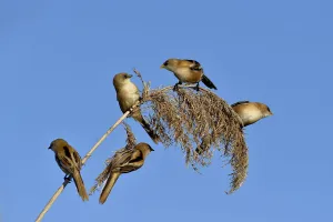 Bearded tit (Panurus biarmicus), five perched on Reed (Phragmites australis). Danube Delta, Romania Bearded tit (Panurus biarmicus), five perched on Reed (Phragmites australis). Danube Delta, Romania