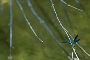 Beautiful demoiselle (Calopteryx virgo) on twig, Lake Skadar, Lake Skadar National Park Beautiful demoiselle (Calopteryx virgo) on twig, Lake Skadar, Lake Skadar National Park
