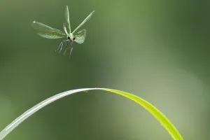 Beautiful demoiselle damselfly (Calopteryx virgo) female flying, Peerdsbos, Brasschaat, Belgium Beautiful demoiselle damselfly (Calopteryx virgo) female flying, Peerdsbos, Brasschaat, Belgium