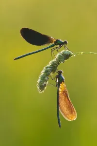 Two Beautiful demoiselles (Calopteryx virgo), River Char, Charmouth, Dorset, England, UK, June Two Beautiful demoiselles (Calopteryx virgo), River Char, Charmouth, Dorset, England, UK, June
