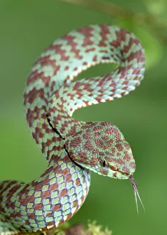 Beautiful pit viper (Trimeresurus venustus) captive occurs in Thailand Beautiful pit viper (Trimeresurus venustus) captive occurs in Thailand