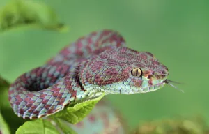 Beautiful pit viper (Trimeresurus venustus) captive occurs in Thailand Beautiful pit viper (Trimeresurus venustus) captive occurs in Thailand