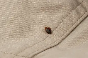 Bed bug (Cimex lectularius) Print on cloth