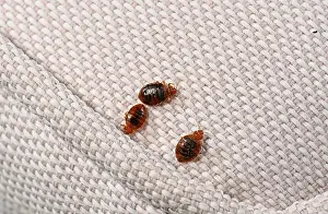 Three Bed bugs (Cimex lectularius) Print on cloth